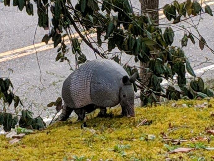 Armadillos in Virginia?