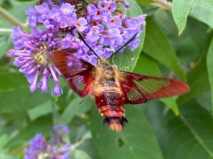 It's time for the Thursday edition of #BenInNature presented by our friends at Carter Bank & ...