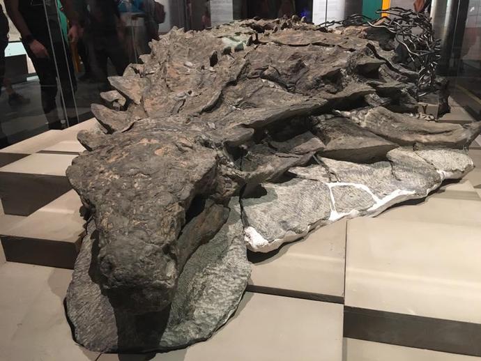 VMNH paleontologist Alex Hastings is at the big paleontology conference (Society of Vertebrate ...