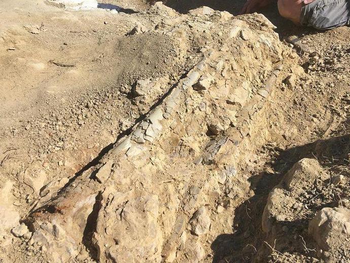 Updates from the Wyoming Dinosaur Dig!