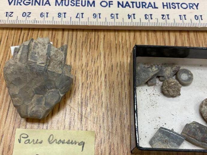 Can you identify these fossils from our paleontology collections?