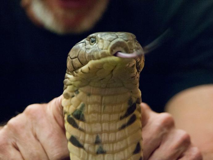 The Reptile Festival returns to the Virginia Museum of Natural History on Saturday ...