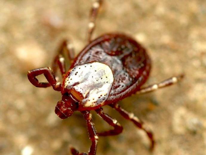 ticks with brown shell