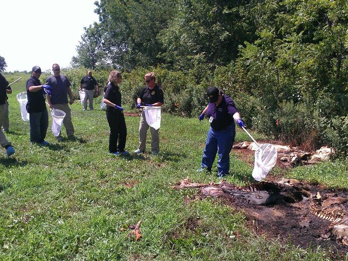 Here, the students are learning to get representative samples of flies and beetles