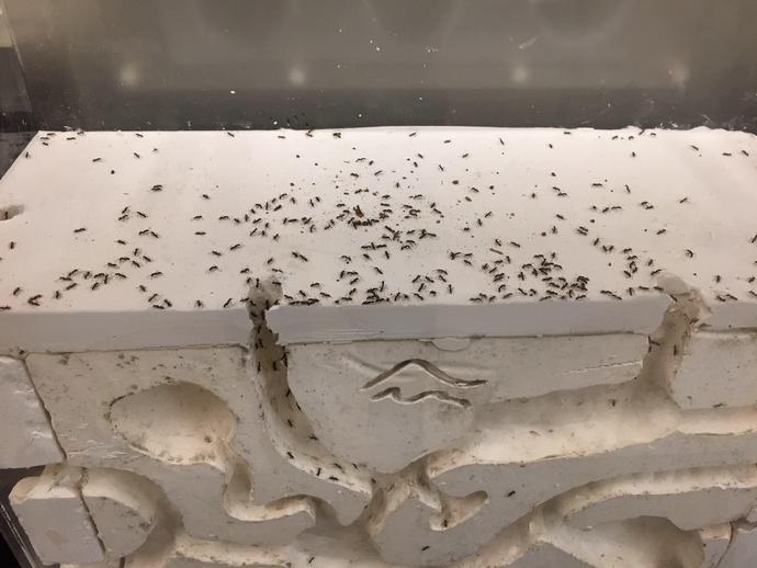 A colony of Chinese Needle Ants has been started by Dr