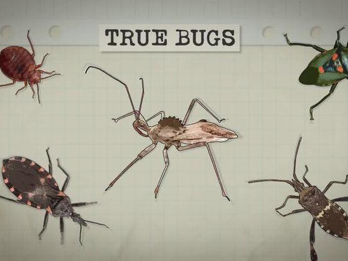When is a bug a true bug? Find out with entomologist Dr