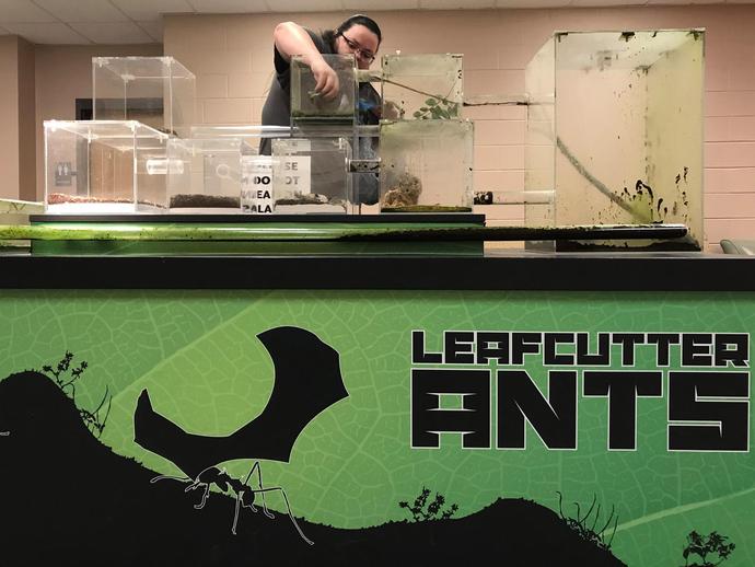 Liberty Hightower, VMNH research technician, fed the museum's leafcutter ant colony today