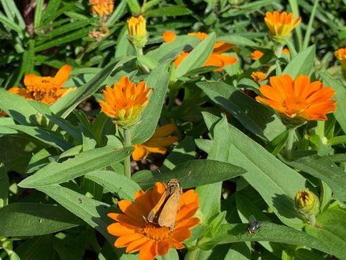 The Jim Tobin Monarch Waystation - located near the museum's front plaza - is teeming with life ...