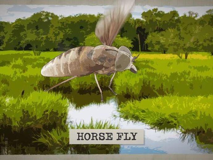 Have you ever endured the painful bite of a horse fly?