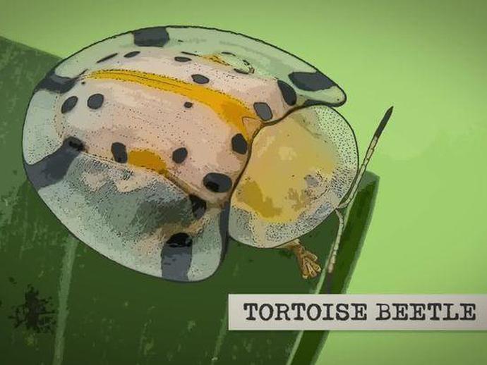 Learn about the clavate tortoise beetle and how it uses a fecal shield as a defense mechanism