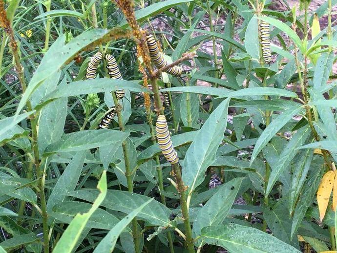 The Jim Tobin Monarch Waystation ...