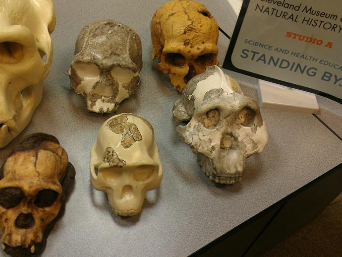 Australopithecus sediba bids farewell to the Cleveland Museum of Natural History and some fellow ...