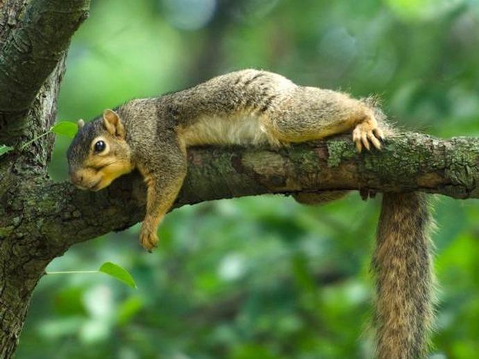 What secrets does the eastern fox squirrel hold? Dr