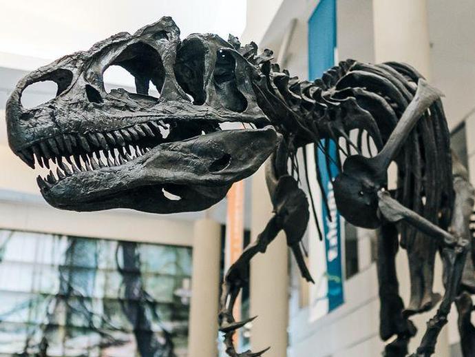 Allosaurus inside the Harvest Foundation Hall of Ancient Life