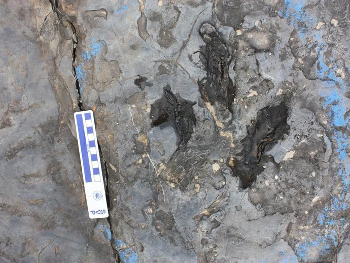 DINOSAUR TRACKS VIA FACEBOOK LIVE TOMORROW!
Join Dr