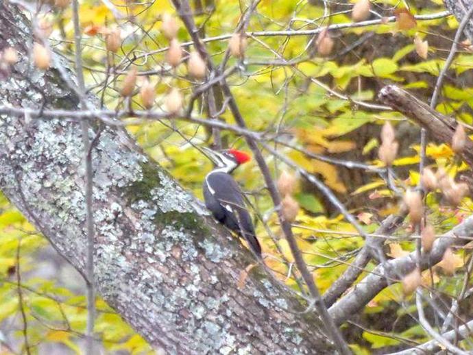 Ben here with today's edition of #BenInNature presented by our friends at Carter Bank & Trust!