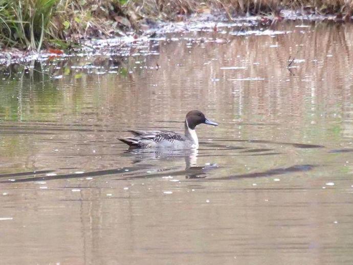 We're halfway through Duck Week here at #BenInNature ...