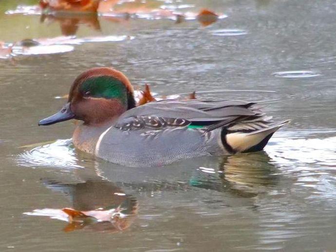 On the penultimate day of Duck Week here at #BenInNature ...