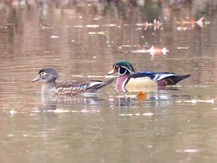 It's the last day of Duck Week here at #BenInNature, and I saved the best for last!