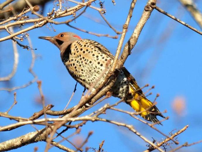 Happy New Year, nature fans!