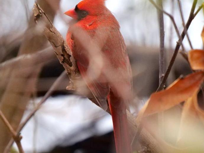 It's time for today's edition of #BenInNature presented by our friends at Carter Bank & Trust!