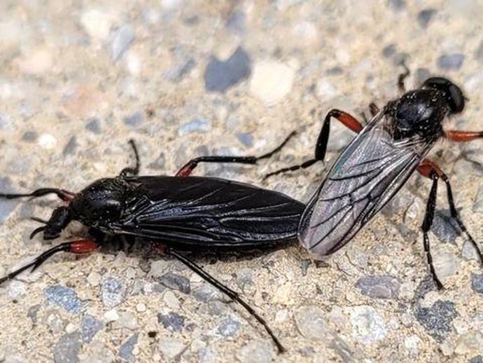 Here's a photo from VMNH Associate Curator of Recent Invertebrates: a mating pair of March flies!