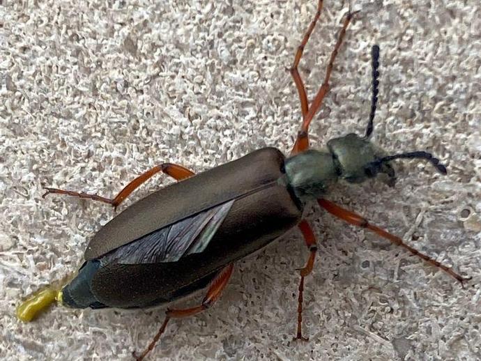 This little guy is Lytta aenea, a member of the blister beetle family!