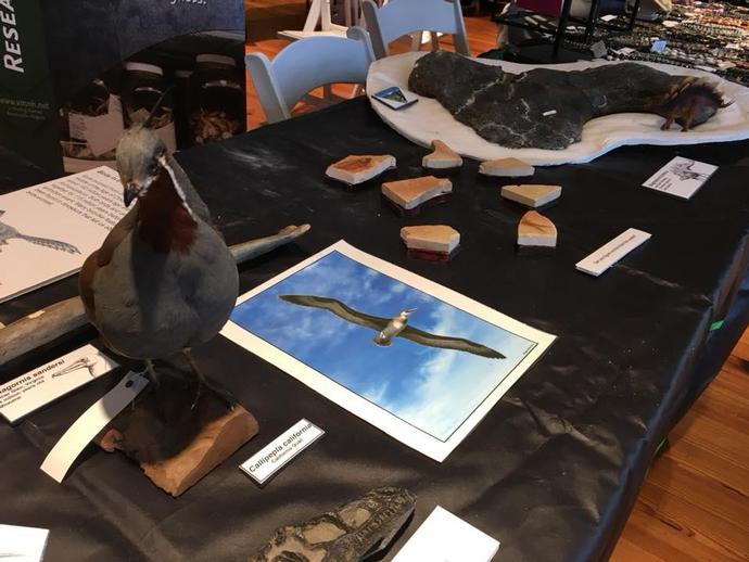 Earlier today VMNH paleo was at the Fossil Fair at The Schiele Museum of Natural History showing ...