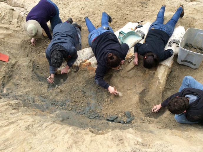 VMNH paleo had a great Day 2 at the Carmel Church fossil site