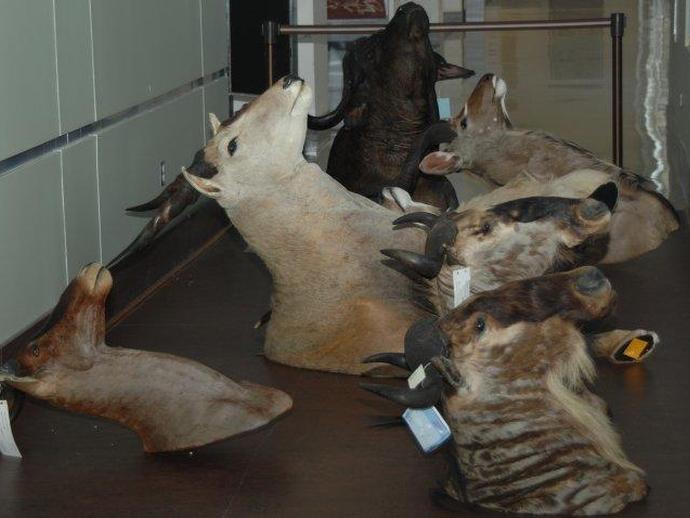 Opening August 28 - The Hahn Hall of Biodiversity, featuring the mammal collections of Dr