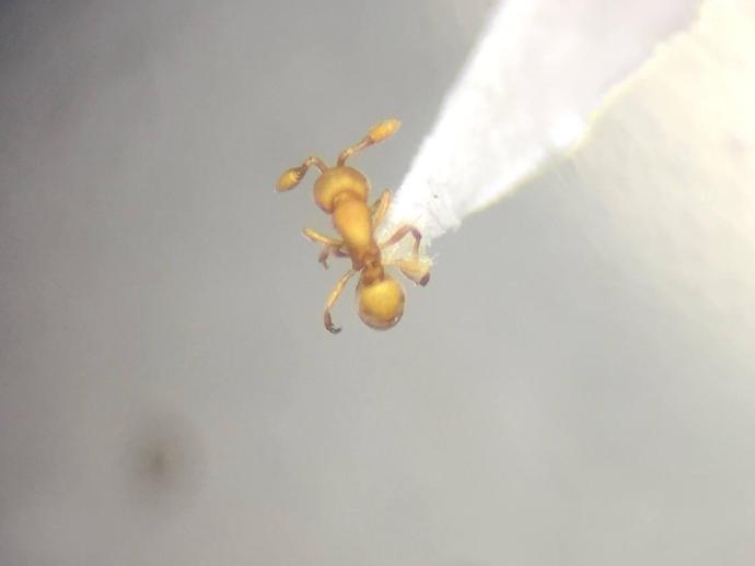 Meet Discothyrea testacea, a tiny ant predator of spider eggs new to the VMNH collection