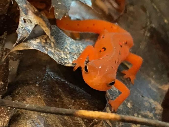 This cutie and its friends are waiting to see you during tomorrow's Salamander Saturday!
