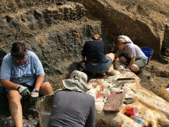 VMNH paleo ended up with a great day at the Carmel Church Quarry fossil site today