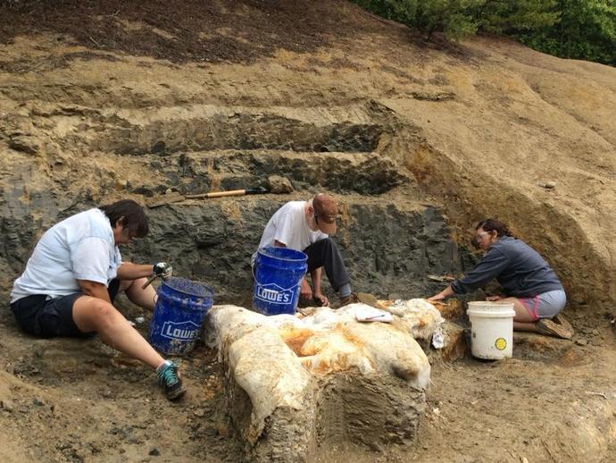 VMNH paleo was back out today at the Carmel Church Quarry fossil site