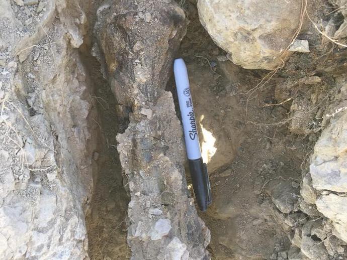 The crew had another great day at the dig site including this beautiful tibia (lower leg bone) ...