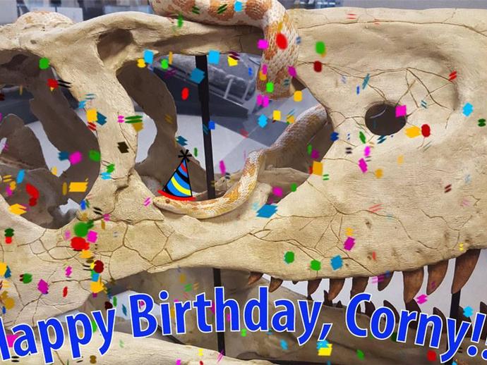 Happy Birthday to one of our favorite reptiles, Corny the Corn Snake!