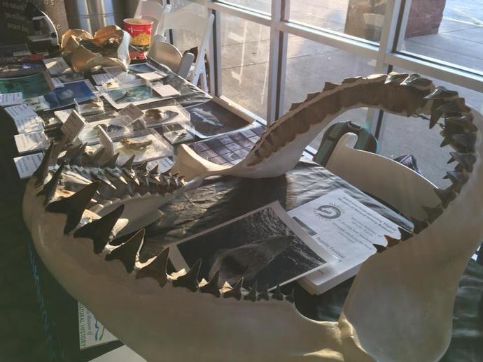 The VMNH is at Danville Cinemas today and tomorrow talking up it's fossil #shark collection for ...
