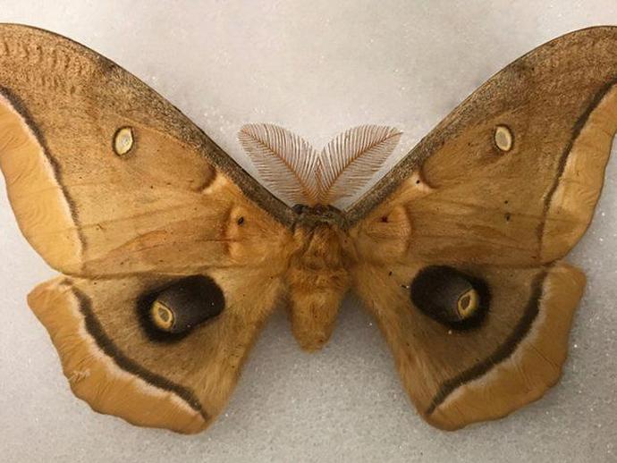 Want to learn all about the moths that call Virginia home? Of course you do!