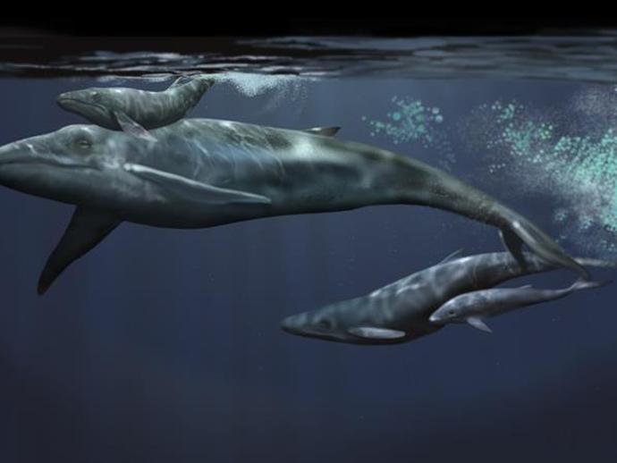 This is a rendering of a 14 million year old baleen whale specimen collected by museum ...