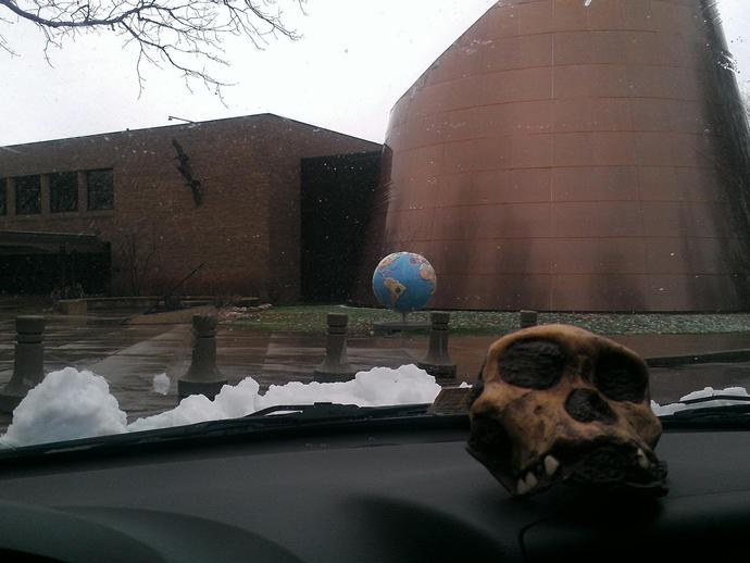 Australopithecus africanus visits the Cleveland Museum of Natural History ...