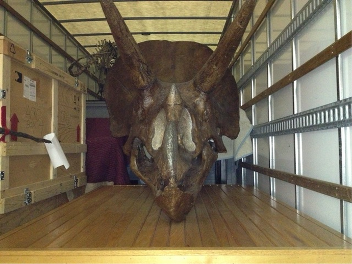 A Triceratops skull being loaded onto the truck for its trip from the North Carolina Museum of ...