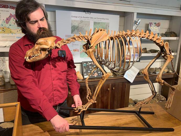 VMNH staffer Ben Williams installs an ice age wolf at the Rockfish Valley Natural History Center ...