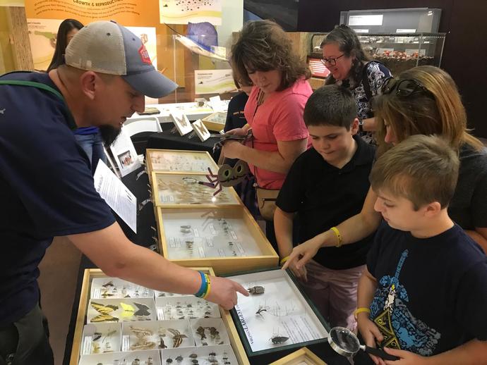 Bug Festival 2019 was held at the museum on Saturday ...