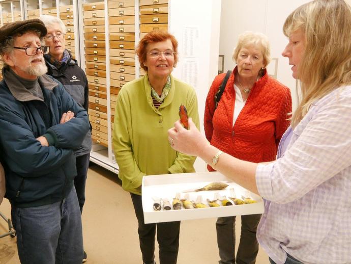 Virginia Museum of Natural History Curator of Mammalogy Dr