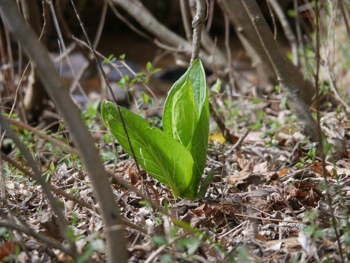 Hey everybody, it's a skunk cabbage! (Look, they can't all be cool salamanders)