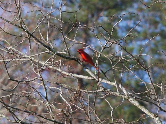 The male Northern Cardinal isn't exactly a rare bird, but it's still an eye-catching sight