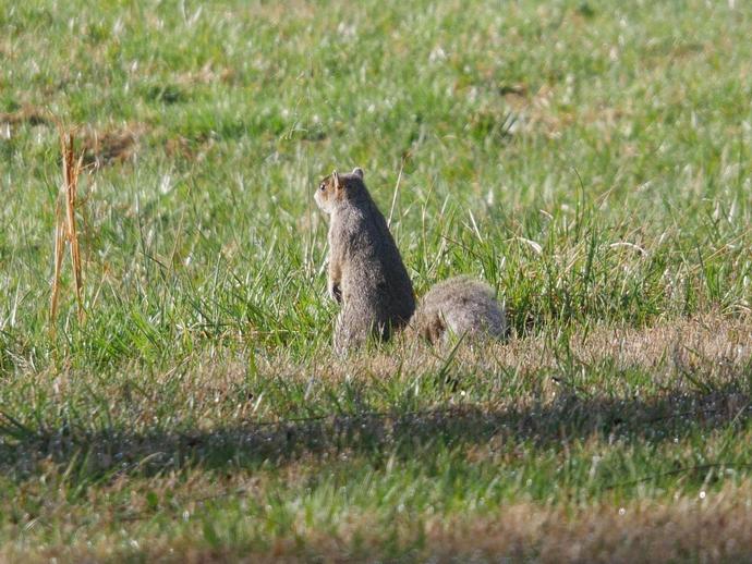 A fox squirrel stares into the distance ...