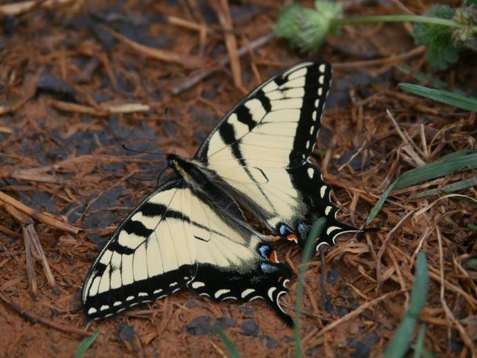 The eastern tiger swallowtail butterfly (Papilio glaucus) is one of the most recognizable ...