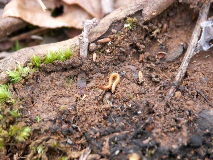 Centipedes aren't the most beloved creatures, but they're pretty fascinating