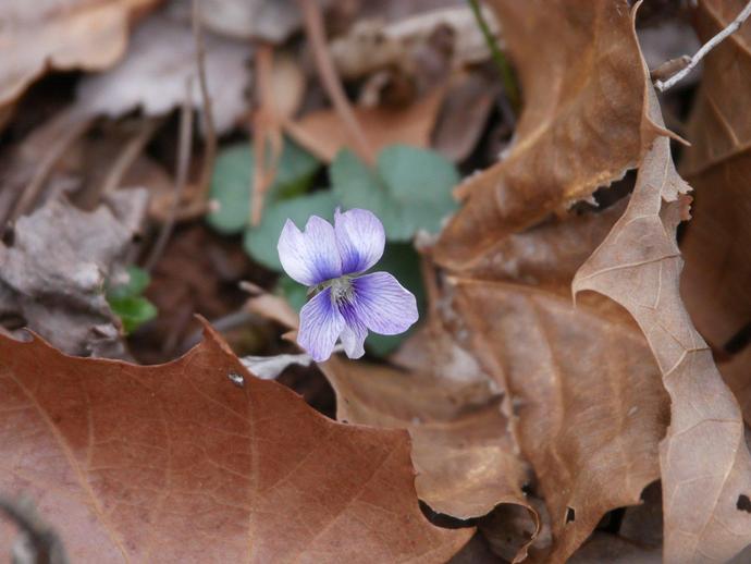 These tiny flowers often pop up in yards, and a lot of people even spritz them with weed killer